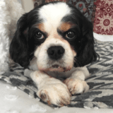 Minnie avatar