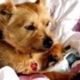 Scamp avatar