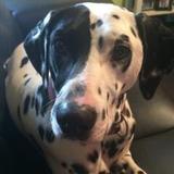 Murphy avatar