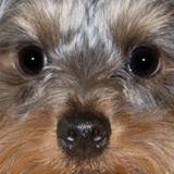 Oliver avatar