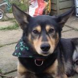 Bruno avatar