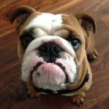 Buddy avatar