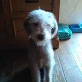 Molly avatar