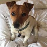 Tilly avatar