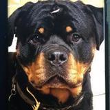 Zeus  avatar