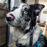 Finnegan avatar
