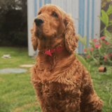 Amber avatar