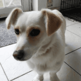 Poppy avatar