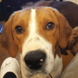 Bruce avatar