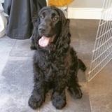 Coby  avatar
