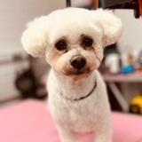 Phoebe avatar