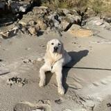 Zeus  avatar