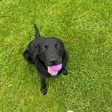 Odie avatar