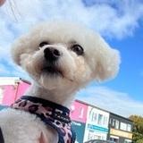 Bella  avatar