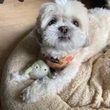 Chewy avatar