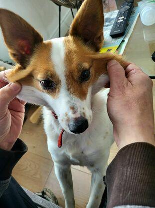 Flying squirrel / Jack Russel mix 🤣😂