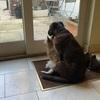 Lucy: Kinsale dog boarding