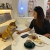 Ruby: Paws & Relax: Your Dog’s Holiday Starts Here