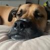 Kirstin: Dog walker in Maynooth