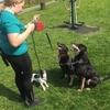 Rachel: Walk, Train, Play - Dog Services