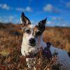Muirenn : A Waggin’ Good Time, In House Dog Boarding.