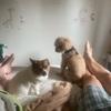 Katie: Pleasant paws