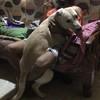 Adi: We are Your dogs best friend :)