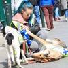 Eva: Dog Walker/ Minder with 2 years Canine Behaviour Training 