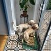 Noelle: Dog sitting home away from home