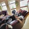 Darragh: Your Dog's Home Away From Home