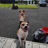 Anna : Doggie retreat 