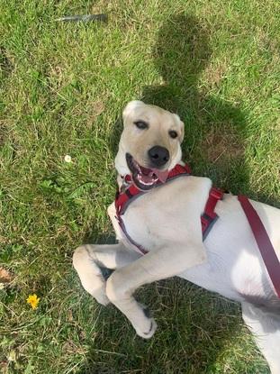 Lying on the grass