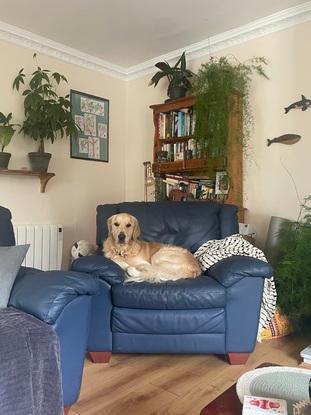 A friend’s dog in his rightful throne 