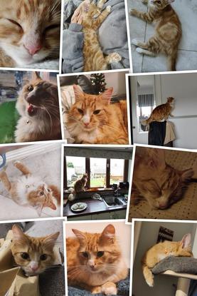 A collage of my luxurious and extremely fluffy (and kinda fat) cat Mowgli