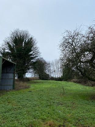 Our back garden