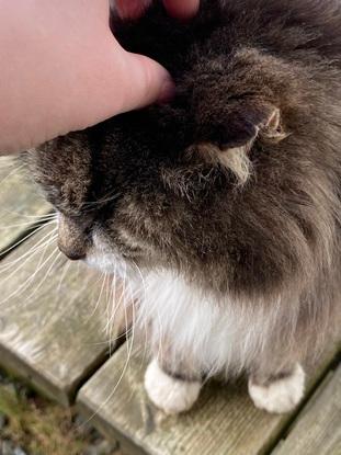 Thunder, our wild connemara cat