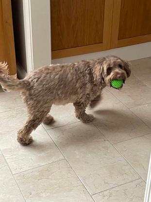 Bailey a dog I cared for playing ball in my hallway