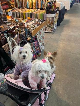Three dogs I minded in America and brought in a pram to the market