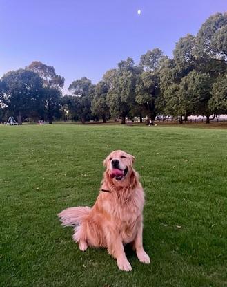 Scotty a dog I minded for my cousin and brought to the park