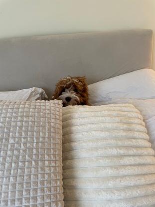 Chip comfy on our bed