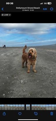 Enjoying the beach (Dollymount)