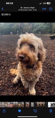 St Anne’s dog Park