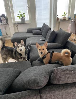 Visiting a friend dog
