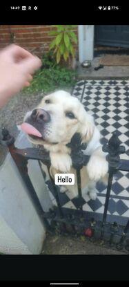 Pebble saying hello
