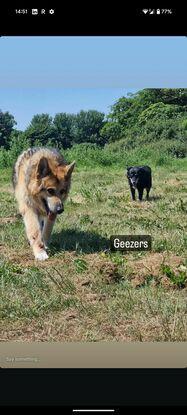 Tyson and Edgar out for a walk