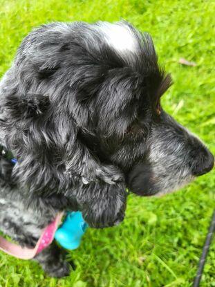 Maisie concentrating