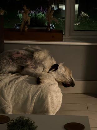 Ben enjoying a snooze