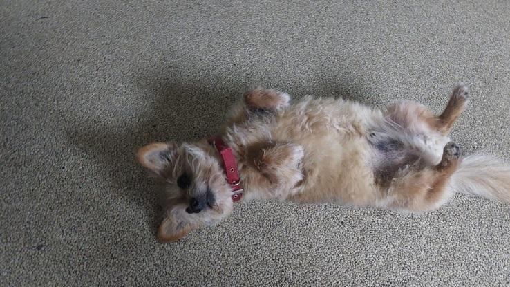 Teddy - Pom/ terrier mix