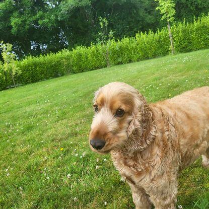 Max our family dog 