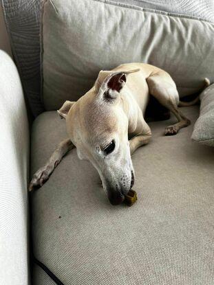 Lily the Greyhound